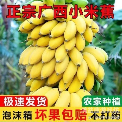 国产香蕉的精品之路——从种植到市场