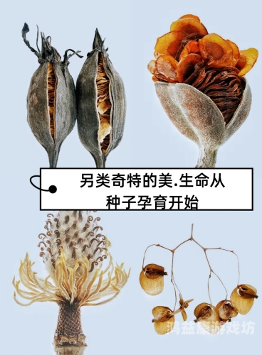 探索亚洲欧美另类图片区综合区的艺术与多样性